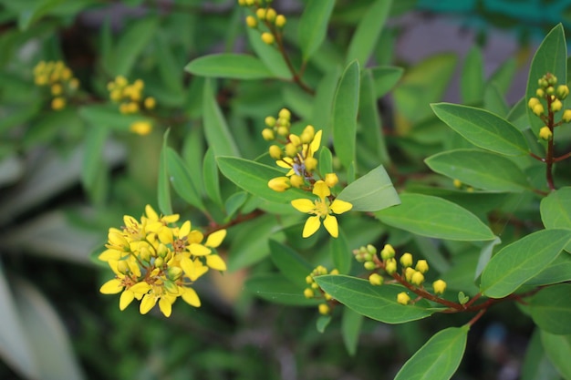 Hermosas flores amarillas doradas Thryallis