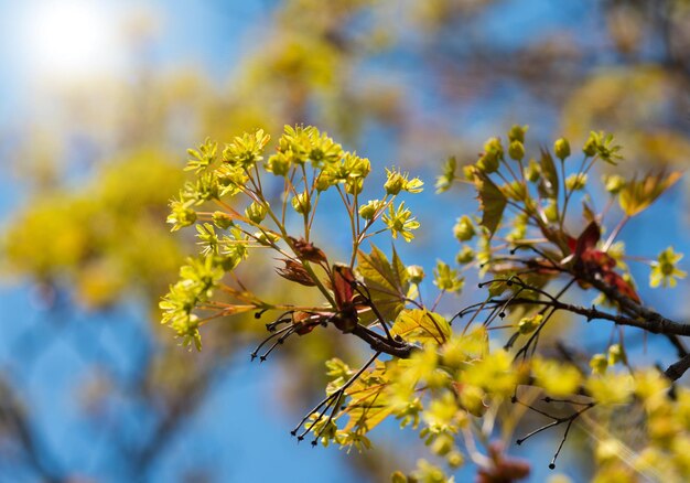 Hermosas flores amarillas florecen en los árboles de cerca