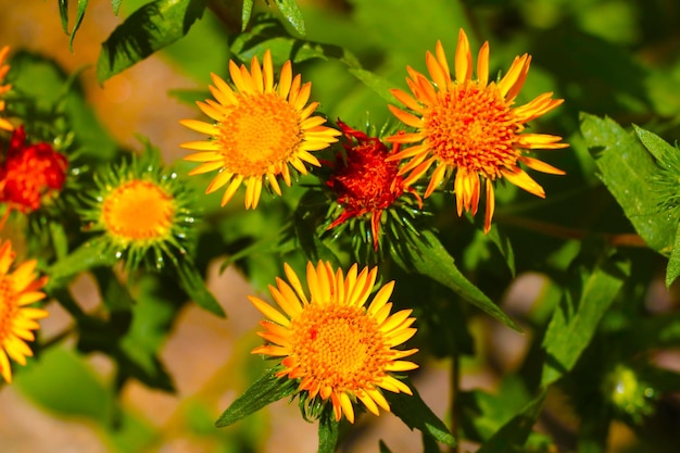 Hermosas flores amarillas florecen en un prado o en un parque en verano