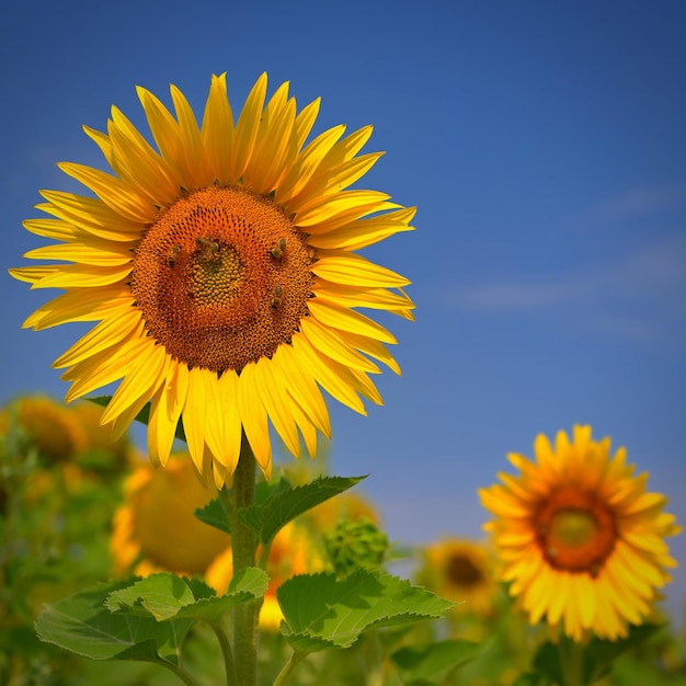 Hermosas flores amarillas girasoles en la naturaleza con cielo azul Fondo de verano