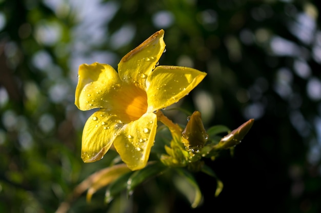 Foto hermosas flores amarillas con gotas de rocío después de la lluvia y el fondo bokeh