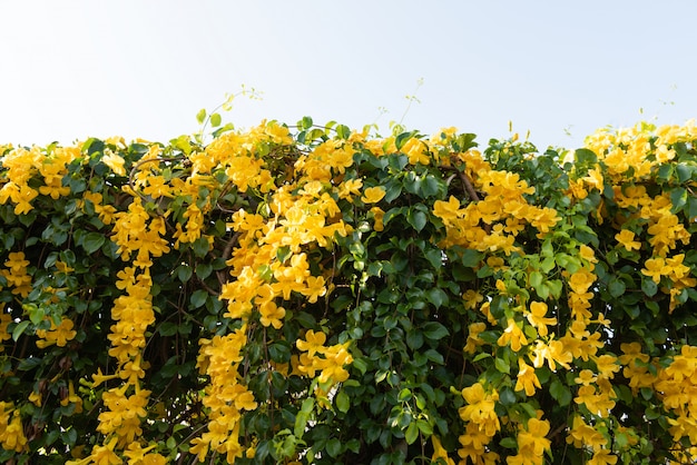 Hermosas flores amarillas con hojas verdes.