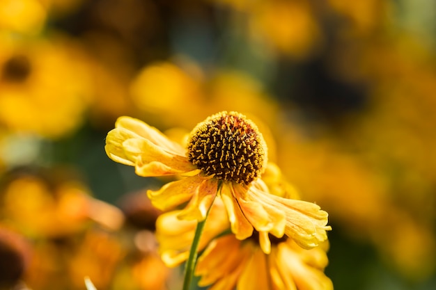 Foto hermosas flores amarillas en el jardín