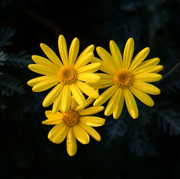 Hermosas flores amarillas en el jardín.
