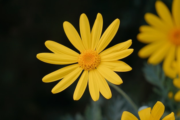 Hermosas flores amarillas en el jardín.