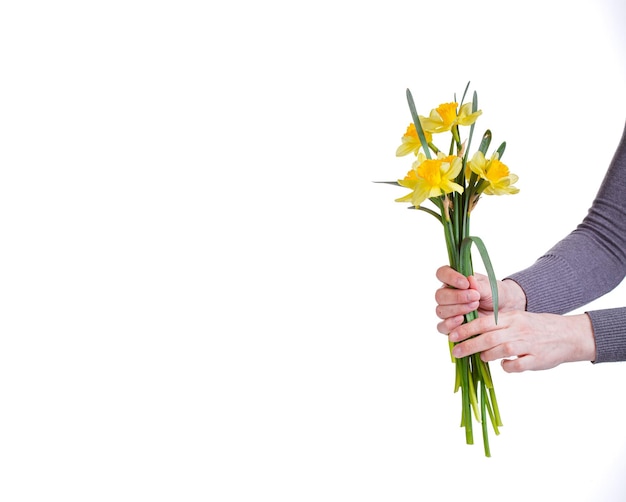 Hermosas flores amarillas narcisos en manos de una niña en un primer plano de fondo blanco