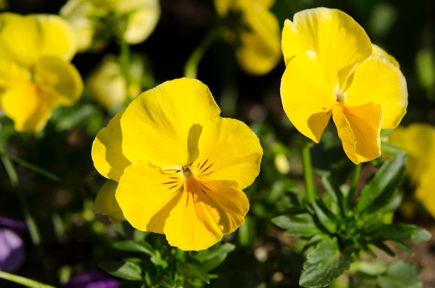 Hermosas flores amarillas de pensamiento de cerca