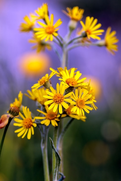 Hermosas flores amarillas que crecen en las montañas cerca del lago de Garda