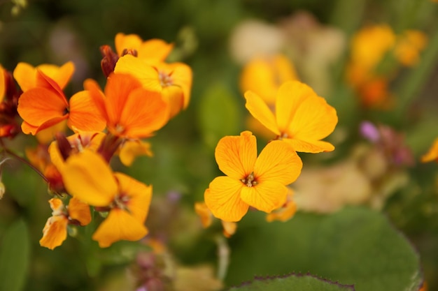 Hermosas flores amarillas que florecen en el jardín La belleza de la naturaleza primaveral Primer plano