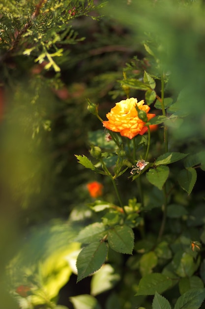 Hermosas flores amarillas que florecen en el jardín La belleza de la naturaleza primaveral Primer plano