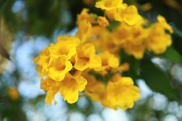 Hermosas flores amarillas que florecen y refrescan en la naturaleza.