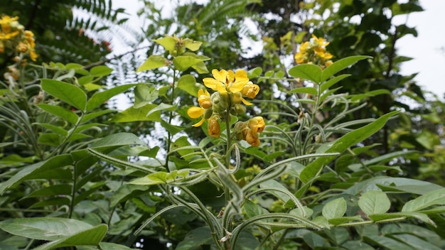 Foto hermosas flores amarillas de senna hirsuta también conocidas como woolly o hairy senna junto con fondo de hojas verdes