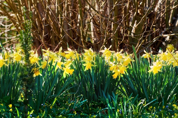 Hermosas flores amarillas silvestres y coloridas que crecen afuera en un ambiente natural en la naturaleza Paisaje de plantas de narcisos Narciso en un parque floral verde o campo en un día de verano brillante y soleado