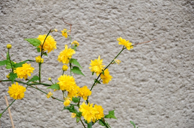 Hermosas flores amarillas sobre fondo de pared de cemento gris.