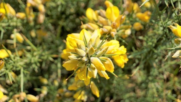 Hermosas flores amarillas de Ulex europaeus también conocidas como Common Gorse