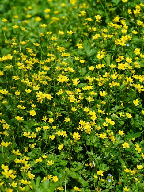 Hermosas flores amarillas en verano