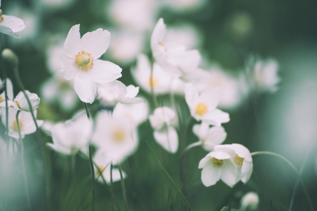 Hermosas flores de anemona blanca que crecen en el prado en primavera fondo suave estacional al aire libre natural