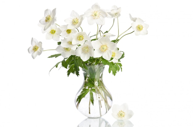 Hermosas flores de anémonas blancas aisladas en blanco