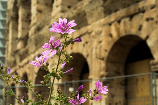 Hermosas flores con el antiguo Coliseo en el fondo. Roma, Italia