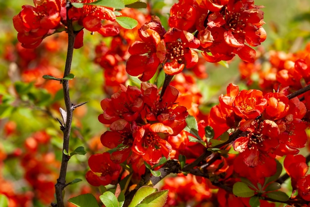 Hermosas flores de arbusto rojo en primavera