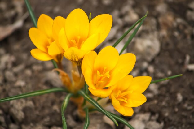 Hermosas flores de azafrán amarillas de primavera que florecen en un parque a la luz del sol