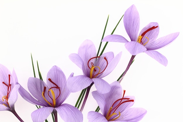 Hermosas flores de azafrán azafrán púrpura