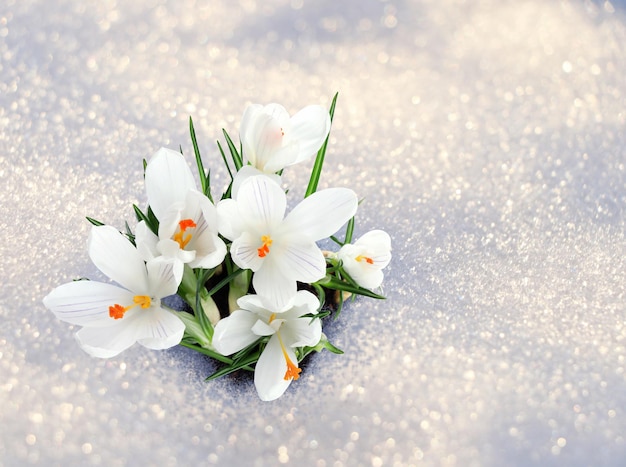 Hermosas flores de azafrán de primavera que crecen a través de la nieve al aire libre