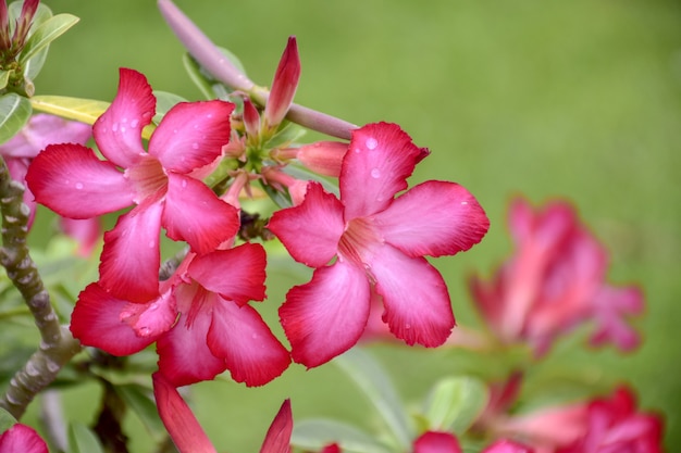 Hermosas flores de azalea roja