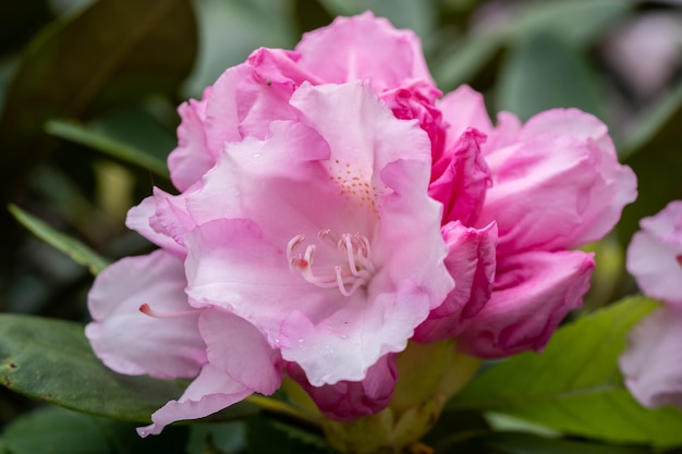 Hermosas flores de azalea rosa en el parque,