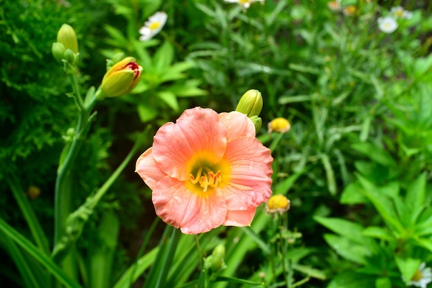 Hermosas flores de azucenas en el jardín con el telón de fondo de un césped y margaritas. Camas de flores