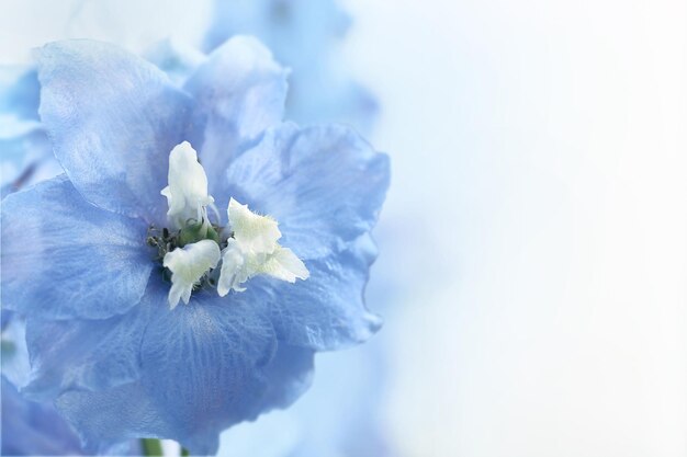 Hermosas flores azules de cerca