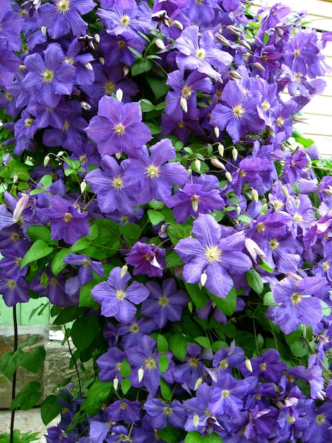 Hermosas flores azules de clematis