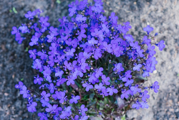 Hermosas flores azules de lobela pequeña en verano en el jardín