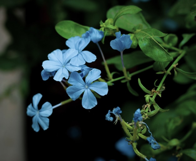 Hermosas flores azules pequeñas y únicas