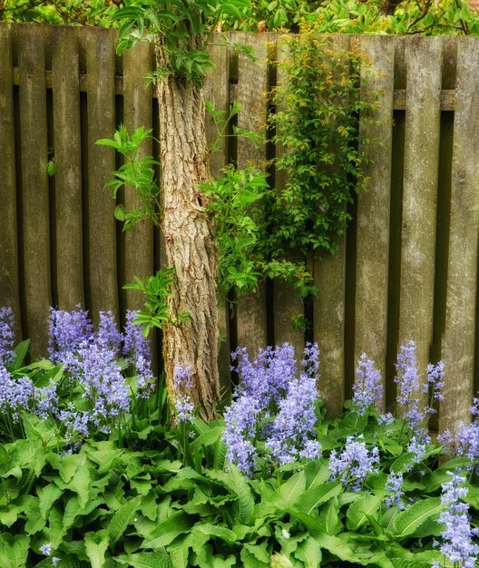 Hermosas flores azules de Scilla Siberica que crecen en el jardín al aire libre en un patio trasero en un día de verano Exuberantes plantas verdes y una flora brillante y vibrante que crece cerca de una cerca de madera en un patio