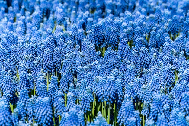 Hermosas flores azules