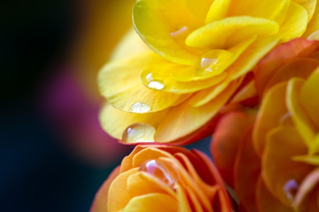 Foto hermosas flores de begonia elatior con gotas de rocío en los pétalos