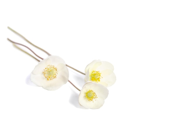 Foto hermosas flores blancas anémonas aislado sobre fondo blanco.