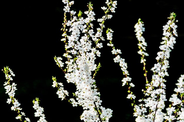 Foto hermosas flores blancas de un árbol frutal sobre un fondo negro