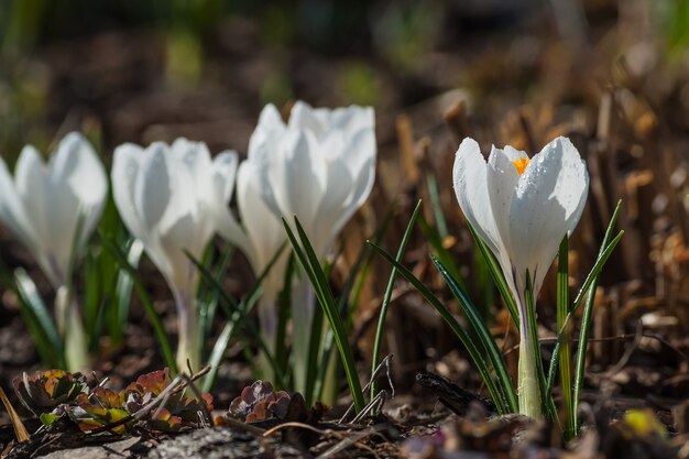 Hermosas flores blancas de azafrán en el claro