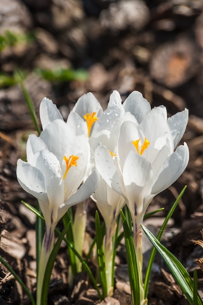 Hermosas flores blancas de azafrán en el claro