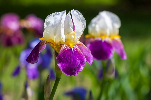 Hermosas flores blancas y azules borrosas