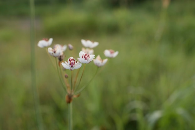 Hermosas flores blancas en el campo, temprano en la mañana con rocío