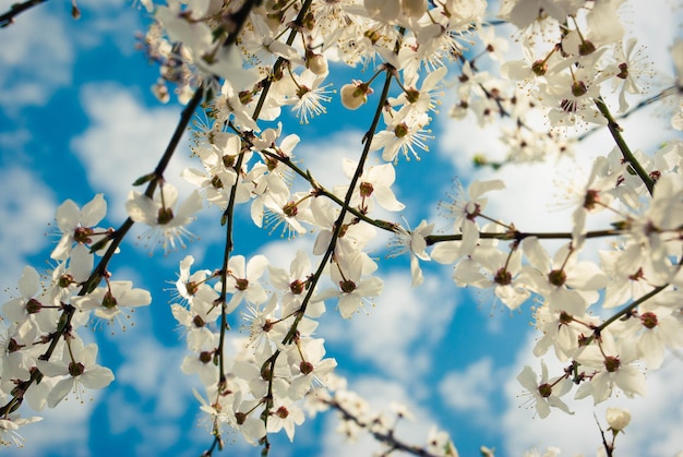 Hermosas flores blancas de cerezo