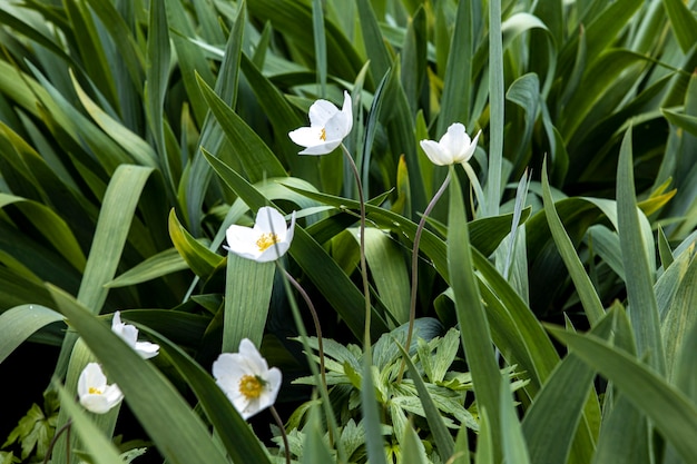 Hermosas flores blancas en un césped del jardín de la casa