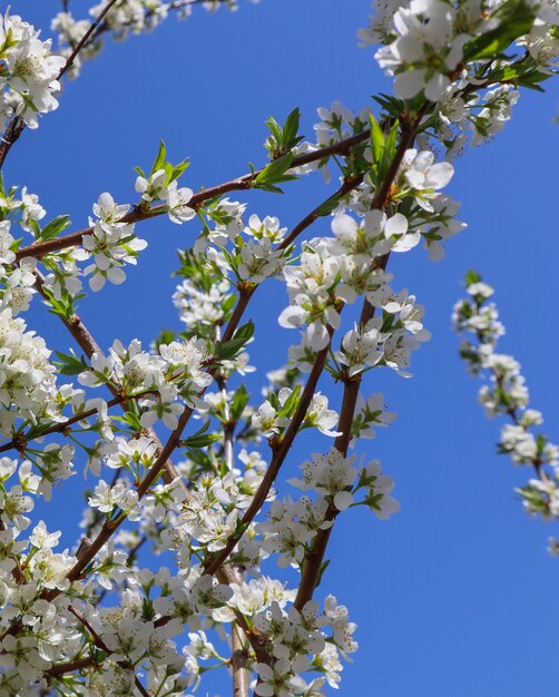 Hermosas flores blancas de ciruela en primavera contra el cielo azul