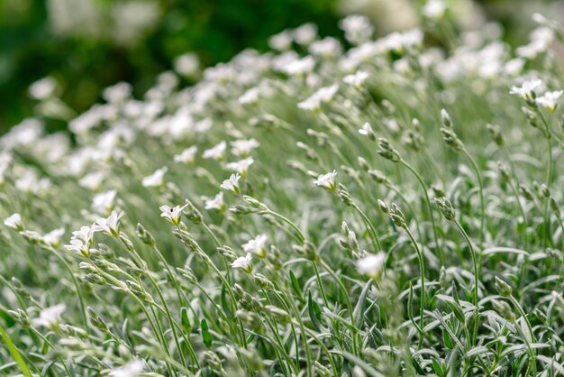 Hermosas flores blancas contra plantas verdes en el jardín de primavera.