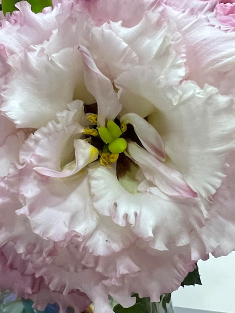 Foto hermosas flores blancas de eustoma en flor como primer plano de fondo