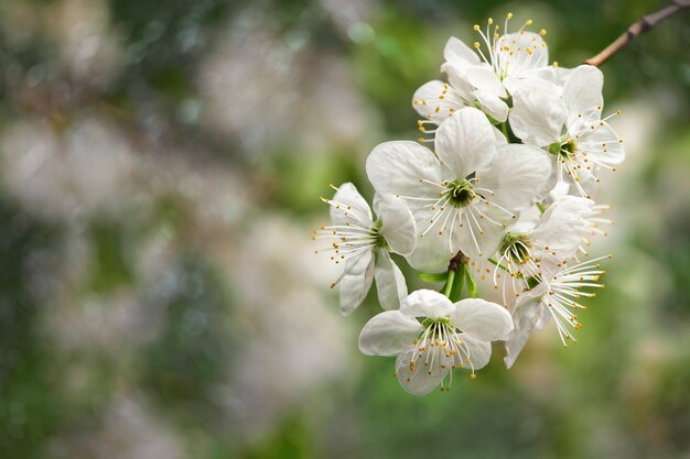 Hermosas flores blancas en flor sobre fondo de naturaleza verde natural con espacio de copia enfoque suave