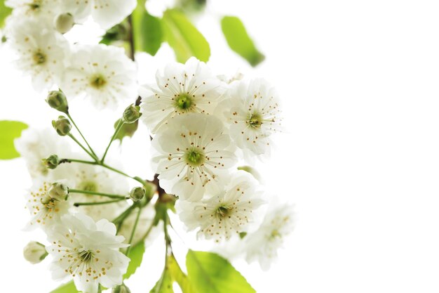 De hermosas flores blancas en flor